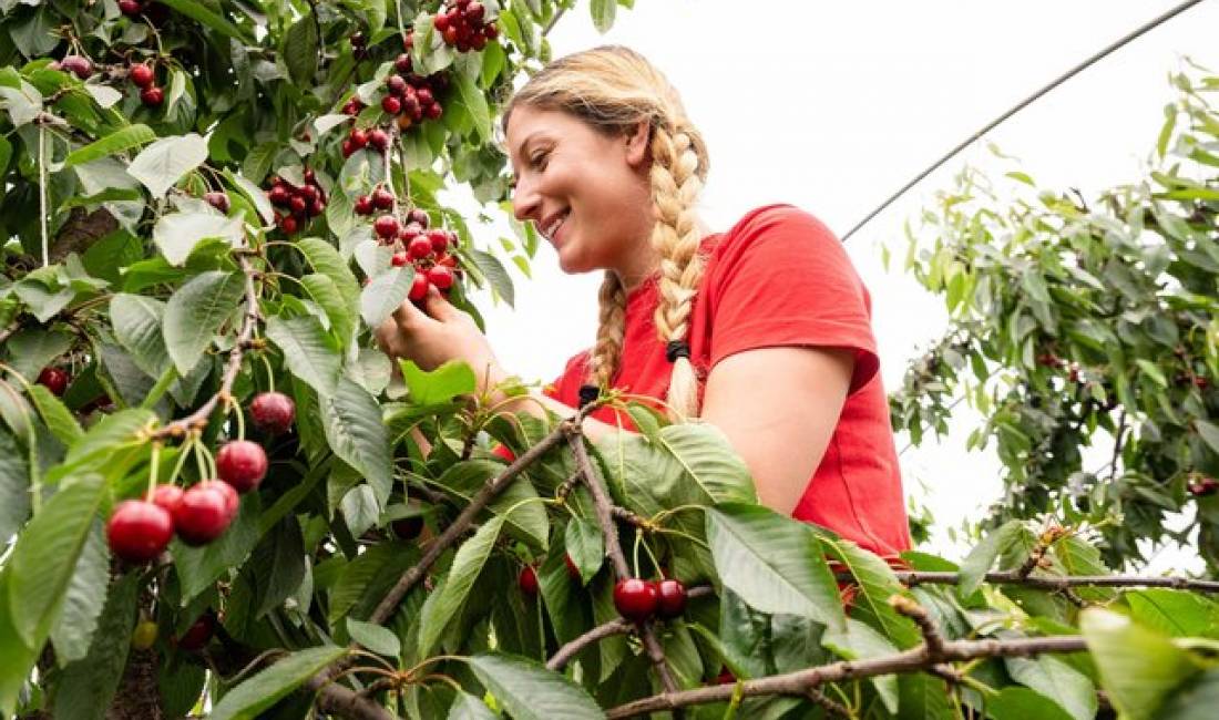 Offerte di lavoro a Tirana, Profession Puntor/e , , Pagamento Trattabile.