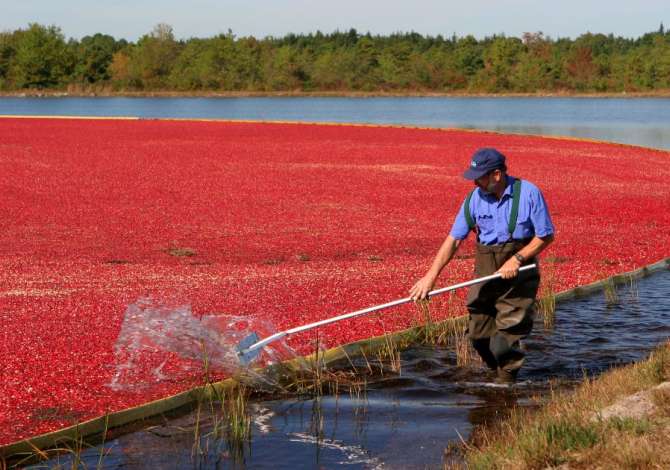 Offerte di lavoro a Tirana, Profession Puntor/e , , Pagamento Trattabile.