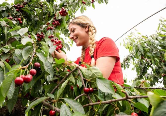 Njoftime Pune per Puntor/e ne Tirane