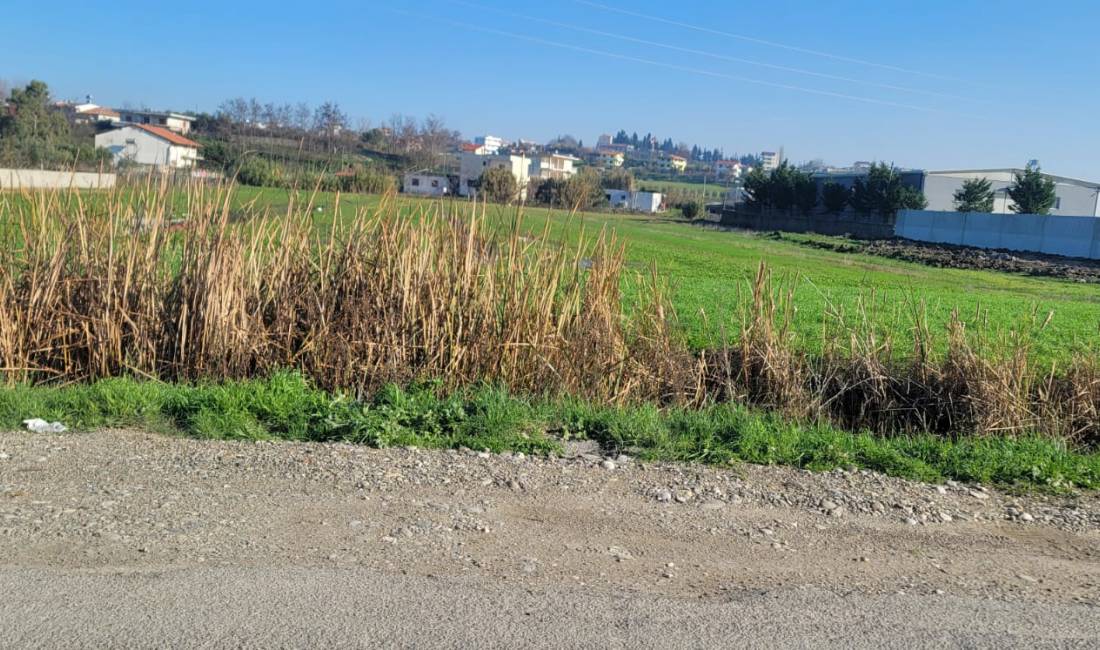 Shitet Toke prane Shenavlash, Durres