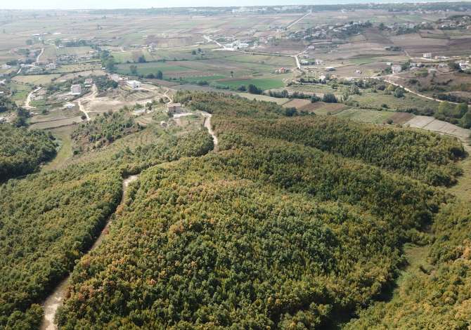 Truall ose Toke ne Durres - 200,000 Euro