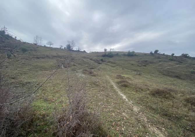 Shitet toke 4.500 m2 135.000 Euro (Petrele)