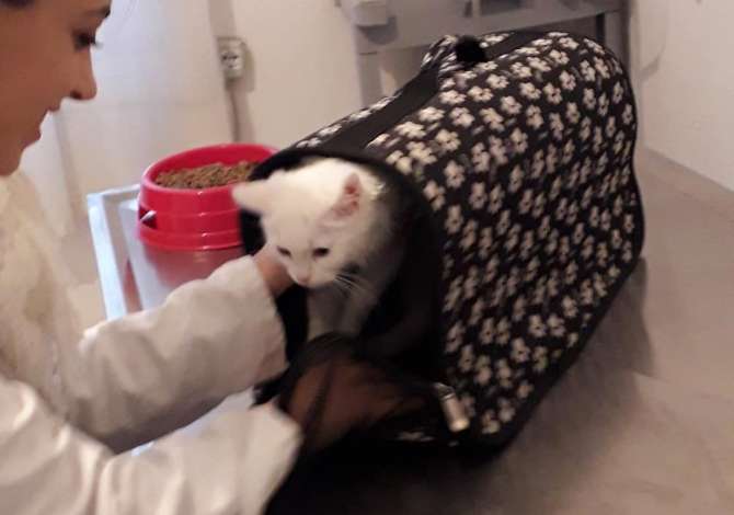 Klinika Veterinare Nardi ofron sherbime veternare, ushqime, medikamente dhe vaksinime per kafshet tuaja