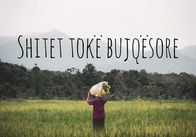 Truall ose Toke ne Berat - 30,000,000 Leke