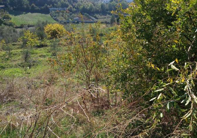 Truall ose Toke ne Tirane - 200,000 Euro