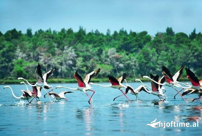 📢Shitet Hotel 4-Kateshe ne Divjake Sip: 1200 m2🔑