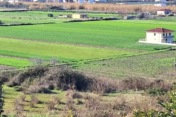 Truall ose Toke ne Kavaje - 200,000 Euro