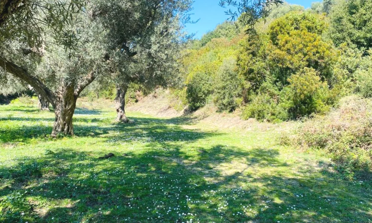 🌿 Shitet toke | Lukove📍 Lukove, Sarande