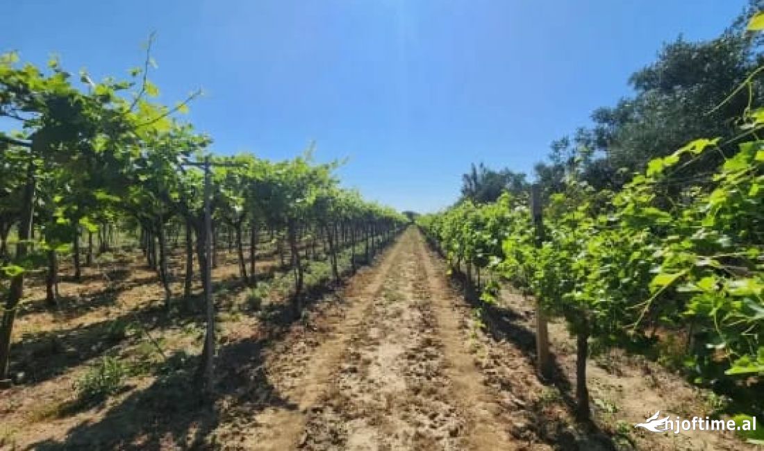 ‼️OKAZION ‼️SHITET TOKE-VRESHTE 20 VITE+