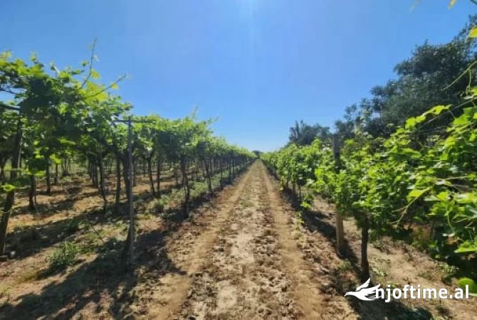 ‼️OKAZION ‼️SHITET TOKE-VRESHTE 20 VITE+