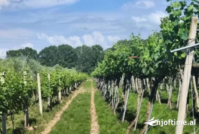 ‼️OKAZION ‼️SHITET TOKE-VRESHTE 20 VITE+