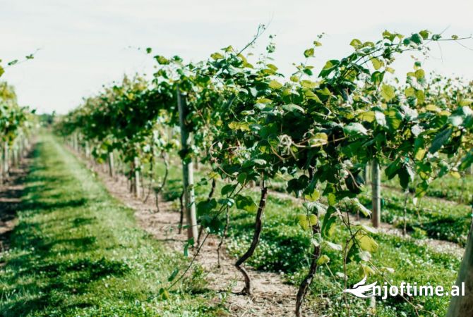 ‼️OKAZION ‼️SHITET TOKE-VRESHTE 20 VITE+