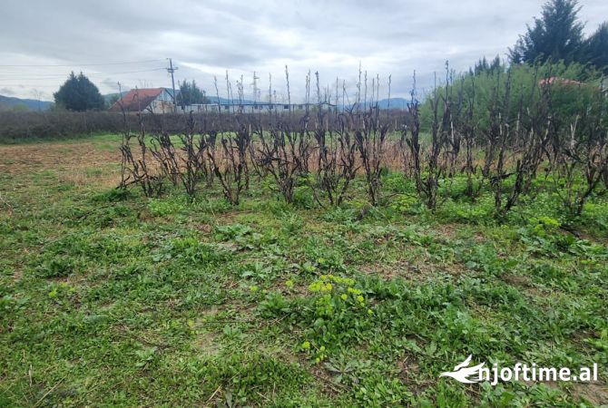 SHITEN 1000 m2 TOKE , PEZE-HELMES