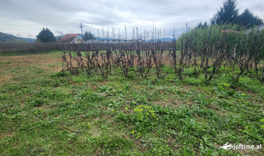 SHITEN 1000 m2 TOKE , PEZE-HELMES