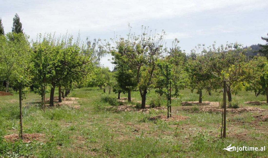 🗺SHITET TOKE ME SIPERFAQE  2740 M2 E MBJELLUR ME PEME FRUTORE