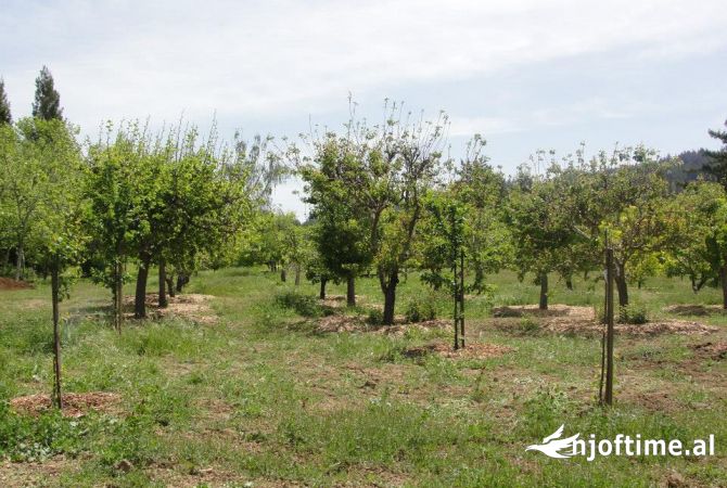 🗺SHITET TOKE ME SIPERFAQE  2740 M2 E MBJELLUR ME PEME FRUTORE