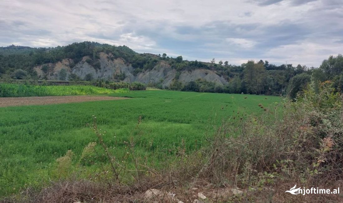 SHITET TOKE NE BALDUSHK 