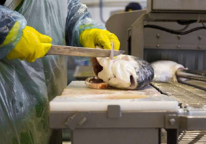 Offerte di lavoro a Tirana, Profession Perpunues peshku, Perfaqesuese ne kase, Sanitare , Con esperienza, Pagamento 60,000  Leke.