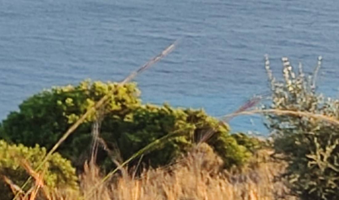 SHITET TOKE NE DRIMADHES