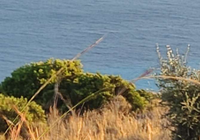 SHITET TOKE NE DRIMADHES