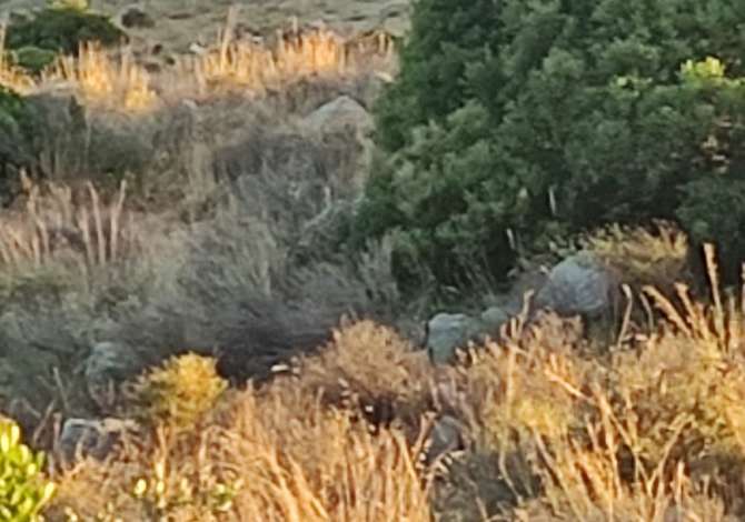 SHITET TOKE NE DRIMADHES