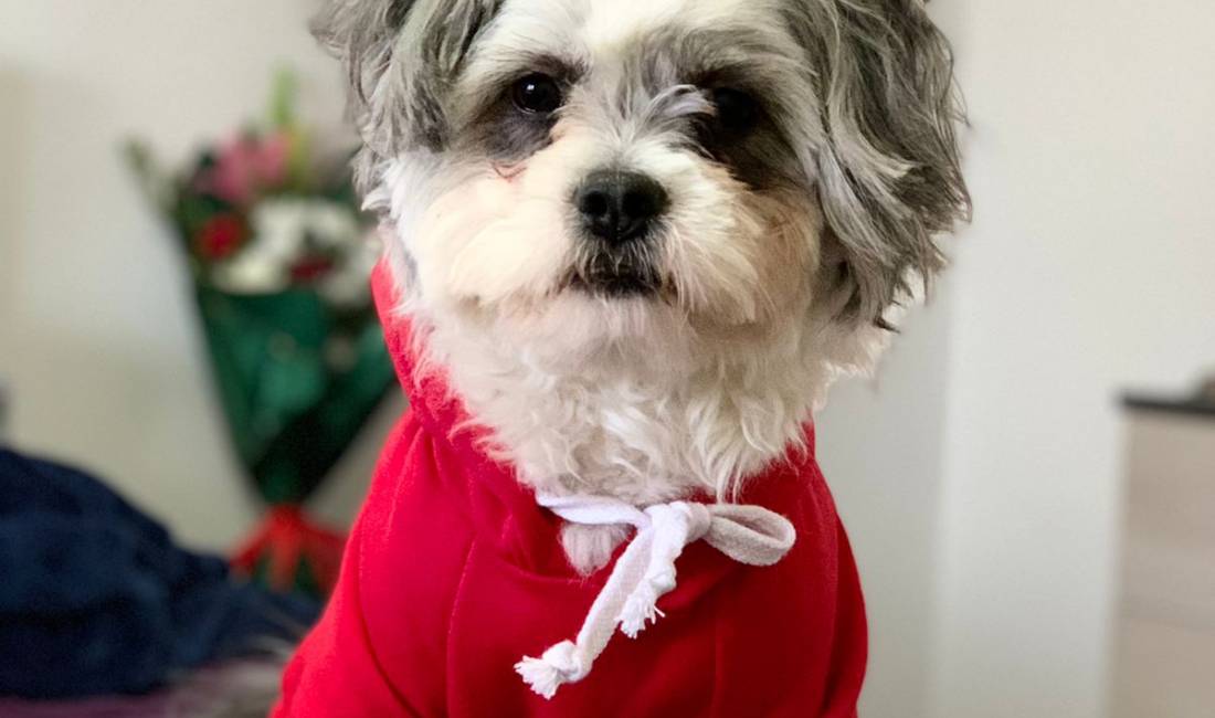 Ofroj sherbim veterinar ne shtepi