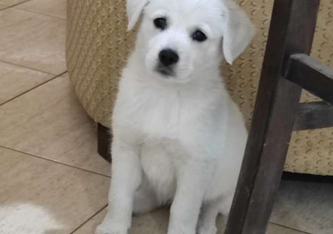 Ofroj sherbim veterinar ne shtepi