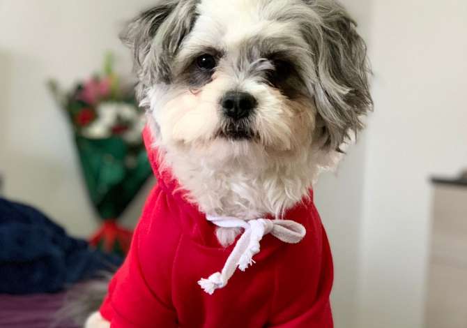 Ofroj sherbim veterinar ne shtepi