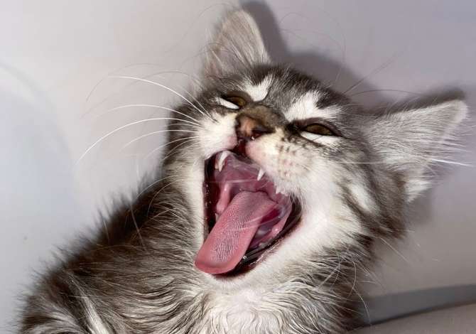 Ofroj sherbim veterinar ne shtepi