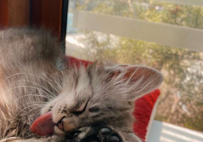 Ofroj sherbim veterinar ne shtepi