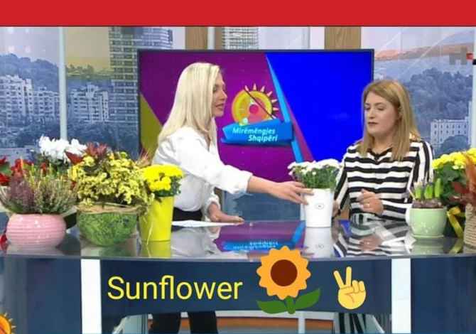 Holiday arrangements in Tirana - 100 Euro