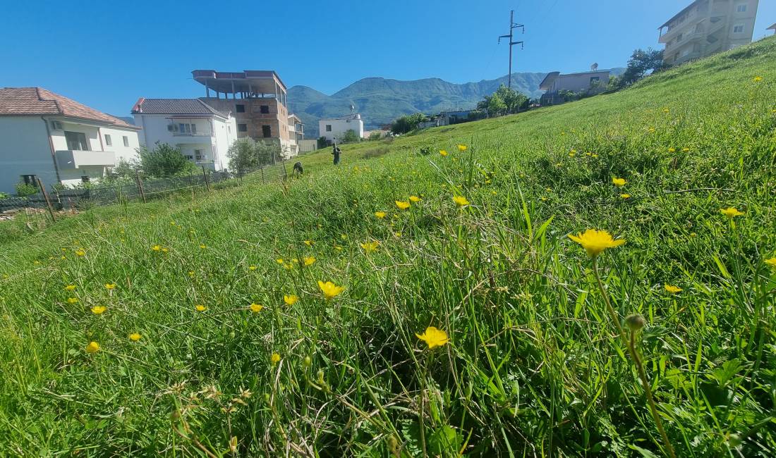 SHITET TOKE NE SHKOZE