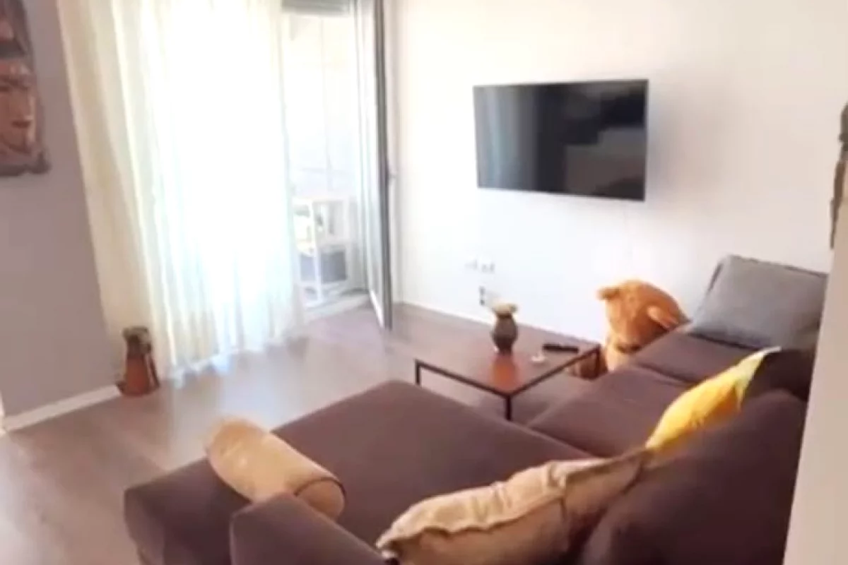 Shtepi me qera Apartament ne Tirane, 2+1, Mobilimi E mobiluar, Pagesa 700  Euro.