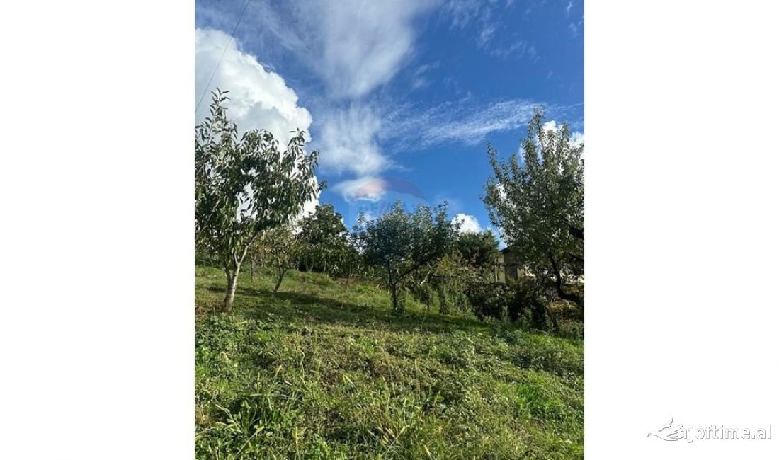 TOKE NE SHITJE NE FARKE.