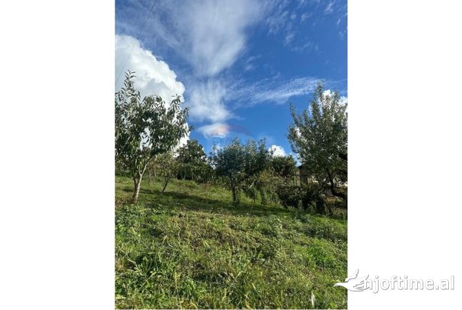 TOKE NE SHITJE NE FARKE.