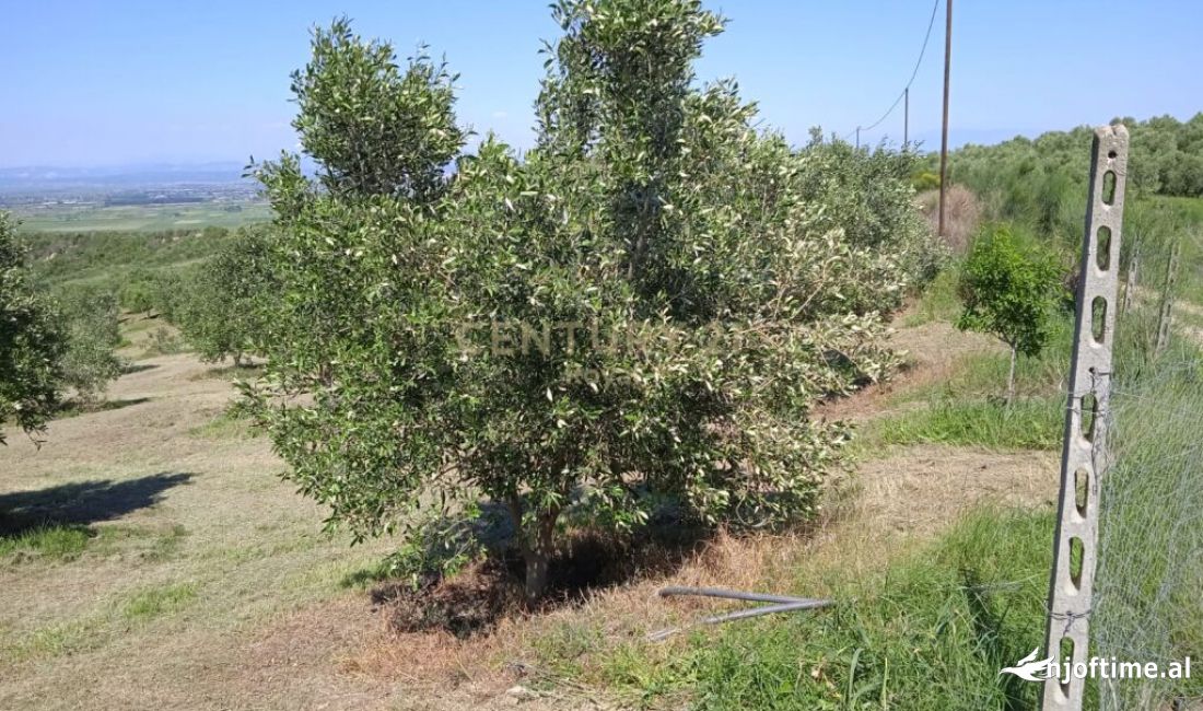 Shesim 14 dynym toke ne Lushnje 168000 Euro