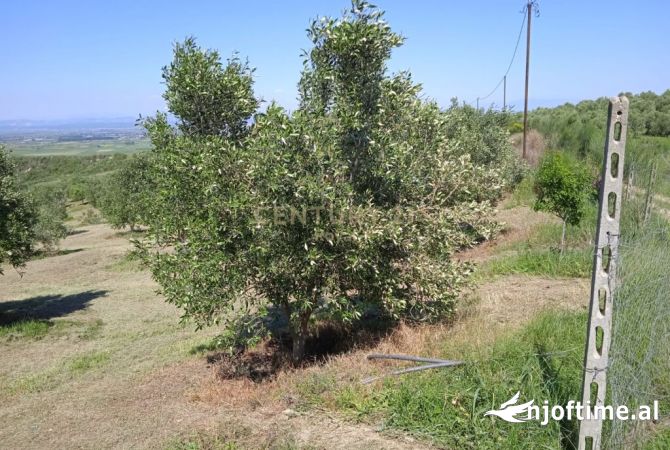 Land for Sale in Lushnje - 168,000 Euro