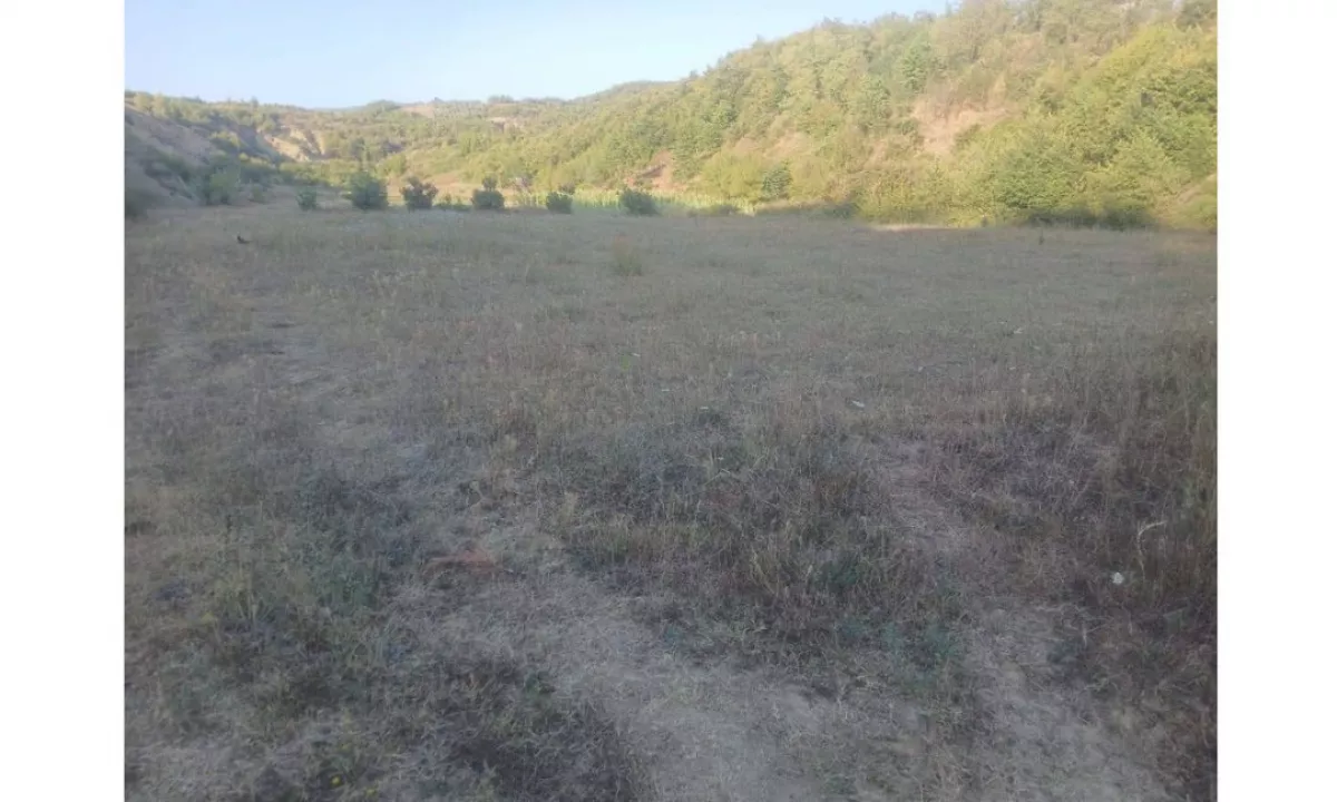 Shitet Toke ne Baldushk