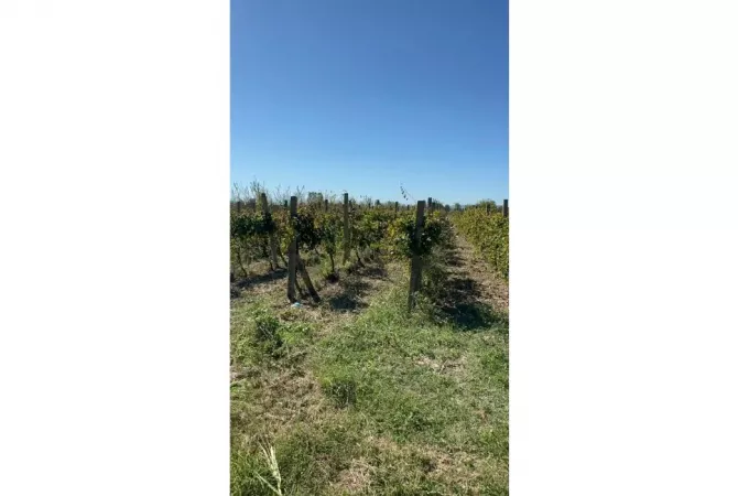 Truall ose Toke ne Durres - 135,000 Euro