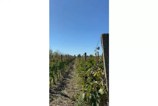 Truall ose Toke ne Durres - 135,000 Euro