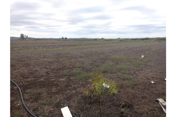 Truall ose Toke ne Lushnje - 210,000 Euro