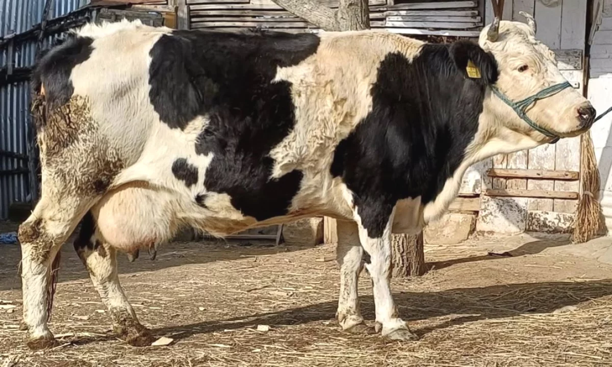  SHES LOPEN QUMSHTI – 10 LITRA 🥛