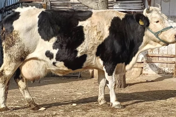 Kafshe e shpende ne Tirane - 1,250 Euro