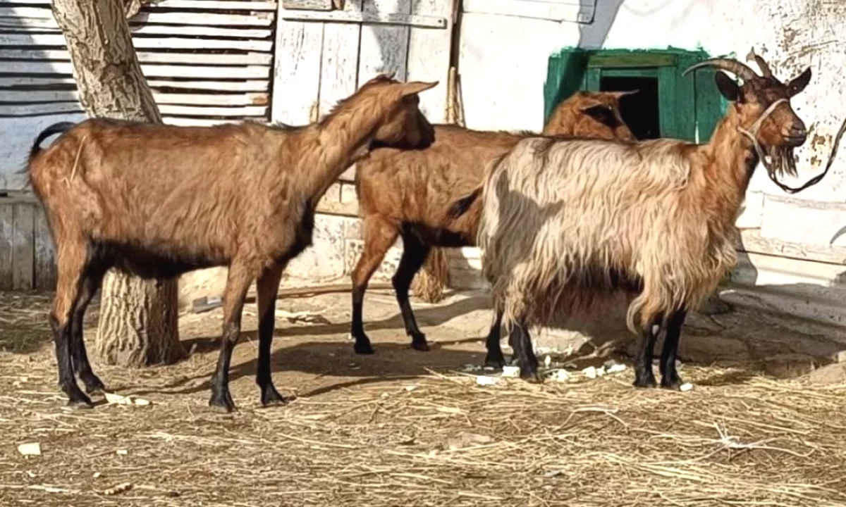  Shiten 3 dhi – Barsa shume te mira! 🐐