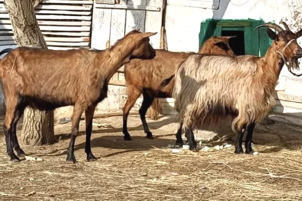 Kafshe e shpende ne Tirane - 470 Euro