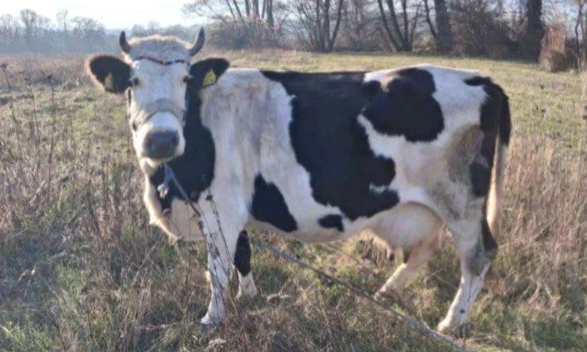  Shitet lope e shterper