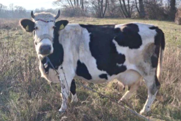 Kafshe e shpende ne Peje - 1,200 Euro