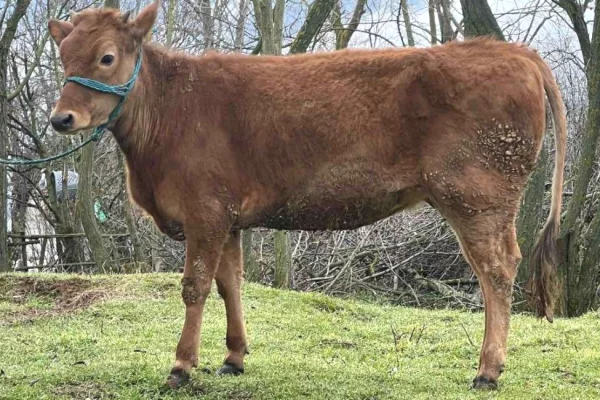 Kafshe e shpende ne Prishtine - 800 Euro