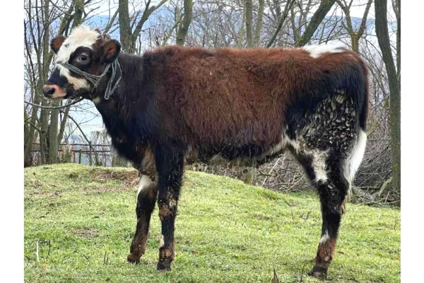 Kafshe e shpende ne Prishtine - 800 Euro