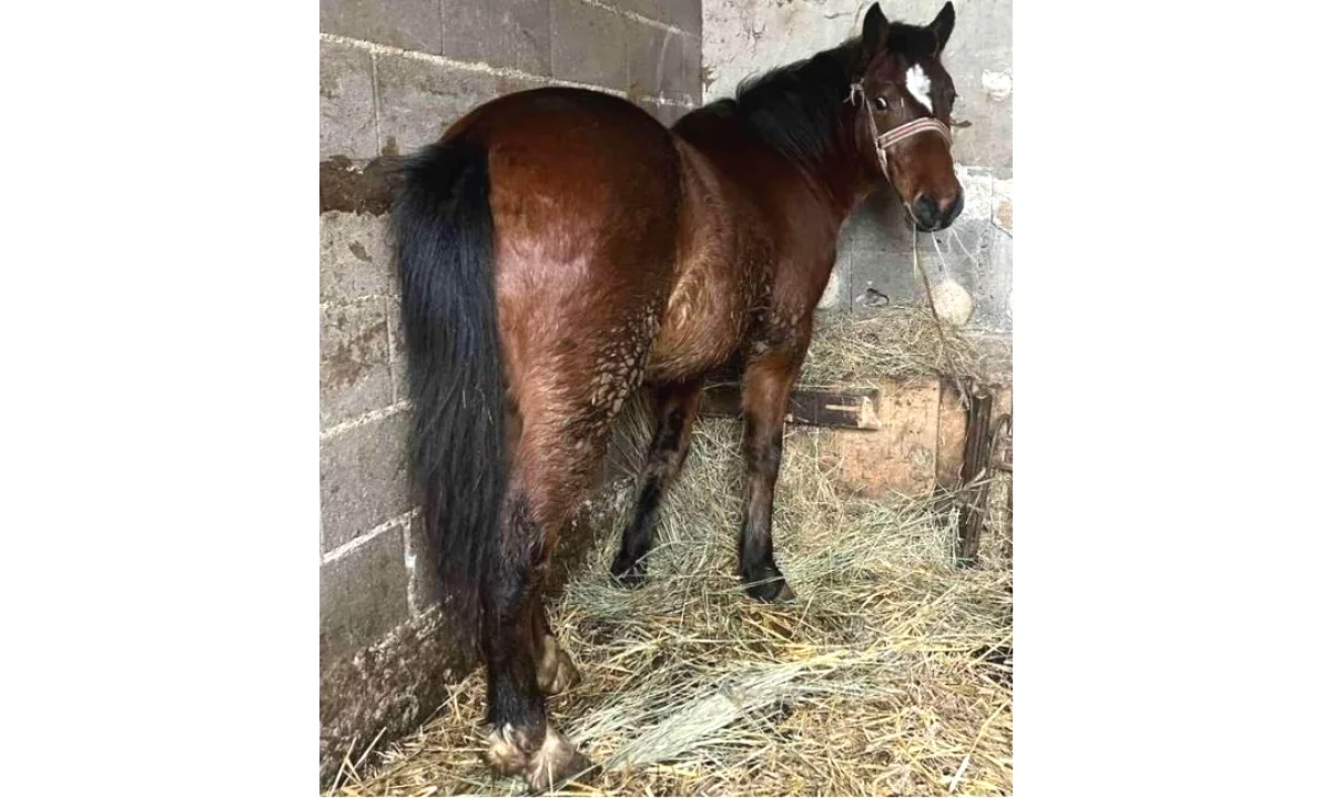  Shitet Mazin Mashkull